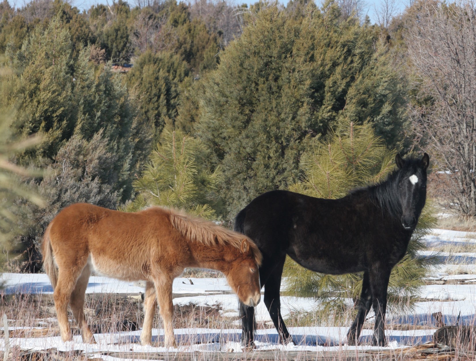 Mare and yearling-Heber wild horses
